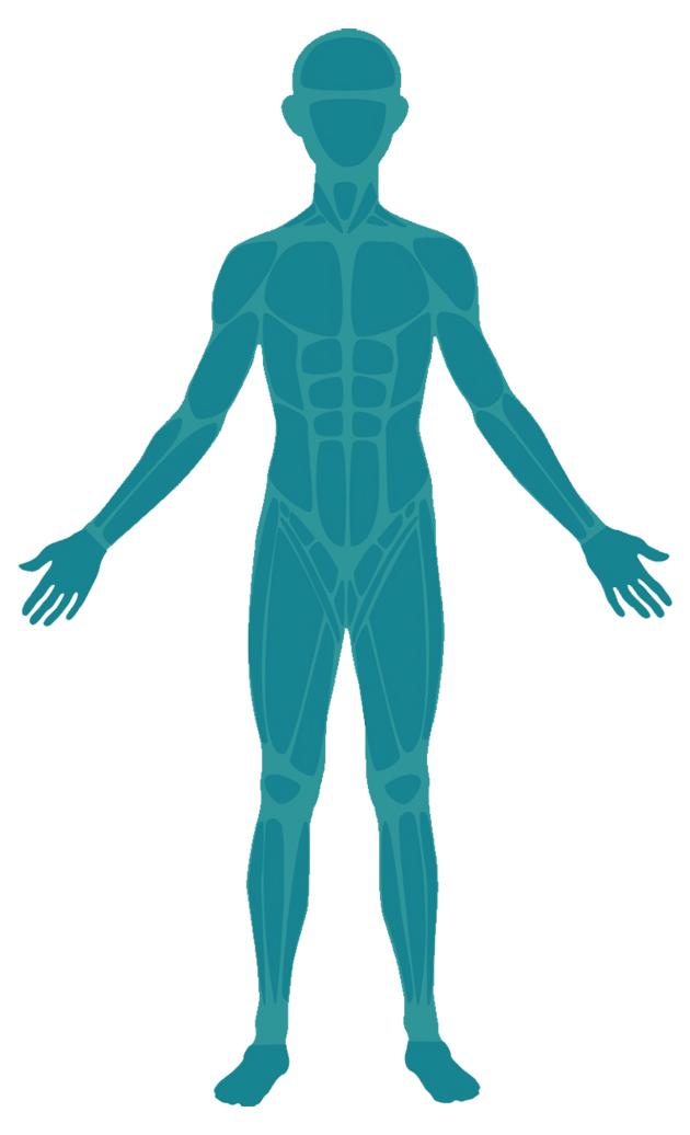 Human body wireframe.
